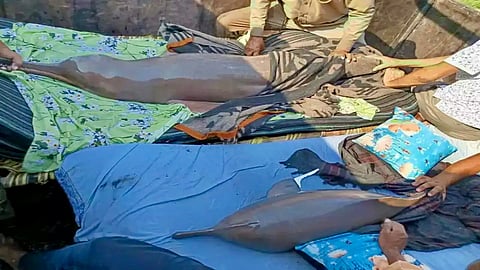 Good News! 12-hour rescue operation saves 6 dolphins and 2 calves from canal near Lucknow