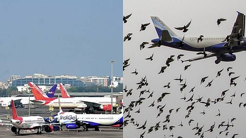 Over 600 high-rise obstacles flagged near Lucknow Airport yet birds pose bigger risk: AAI survey