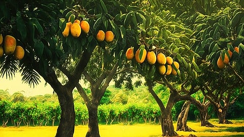 From mangoes to mead! UP’s FIRST ₹10 crore fruit winery now open near Lucknow