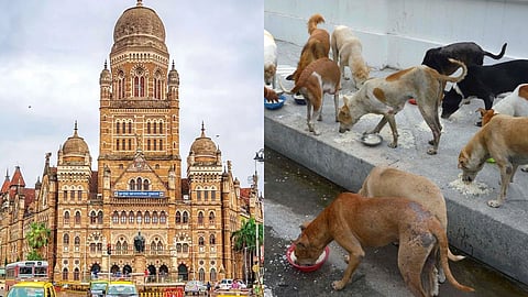 New pet guidelines in Mumbai