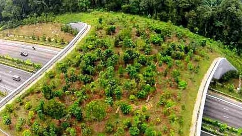 Delhi-Mumbai Expressway: India’s first and longest wildlife corridor developed!