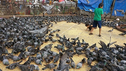 Kabootar Khanas to be closed