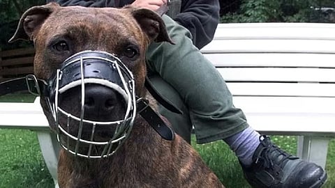 New pet guidelines in Lucknow