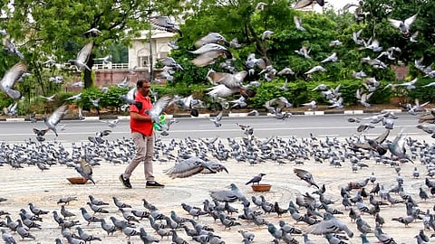 Pigeon feeding in Mumbai