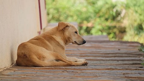 What’s next for Uttar Pradesh after Lucknow’s ABC programme success?