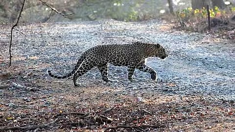 Leopard sighted in twin villages of Balrampur