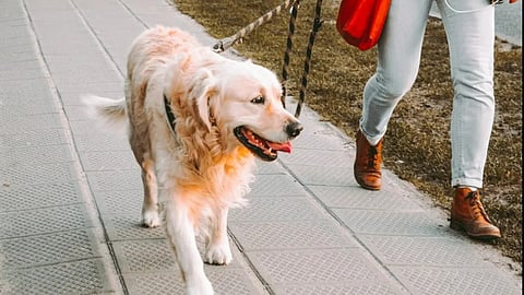 Dog license mandatory