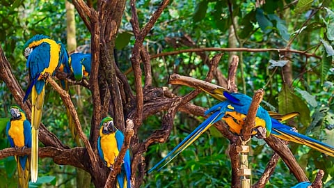 New ₹166-crore Singapore-style bird park in Mumbai soon: Details