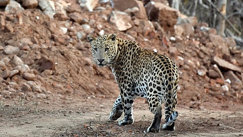 Leopard sighting in Lucknow