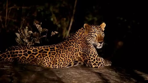 Leopard spotted again in Lucknow, search operations intensify