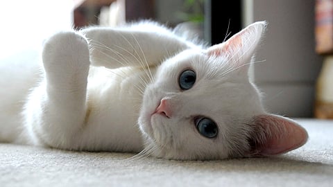 Cat parent in Lucknow? LMC now mandates ₹500 licence for your feline