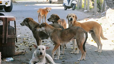 Stray sterilisation lags in Lucknow; dog-bite incidents rise after Diwali