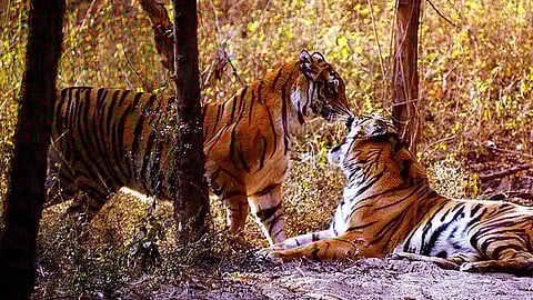 UP opens ecotourism circuit early; AC Bus Service launched between Lucknow & Dudhwa National Park
