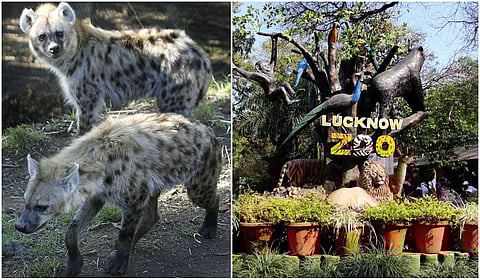 Lucknow Zoo to soon welcome hyenas, exotic birds in animal exchange programme