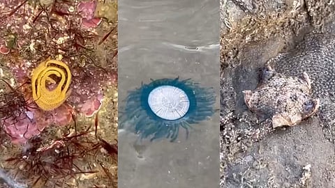 Meet Insta creator Sahir Doshi, turning Mumbai’s shoreline into a classroom full of surprises!