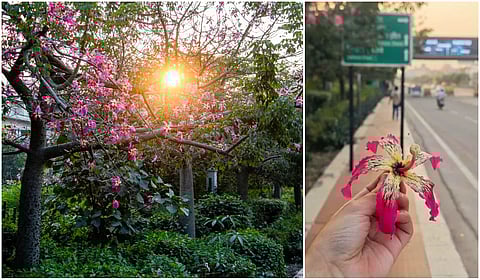 These viral pink trees in Lucknow aren’t Cherry Blossoms!