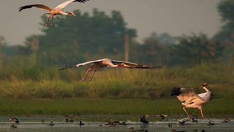 Jaisaramau Wetlands: Kanpur's quietest corner is about to become its loudest story!