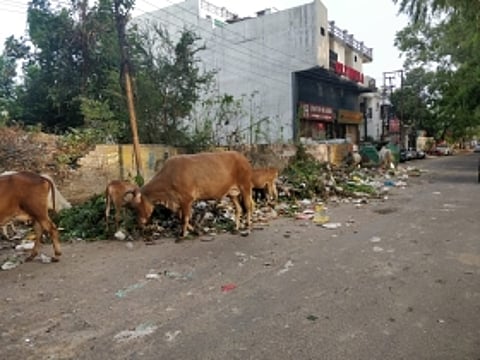 Hey Lucknow Municipal Corportation, when do you plan to clean this mess in Gomti Nagar?
