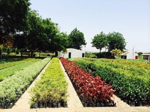 DAVV Botanical Garden in Indore to get much needed makeover