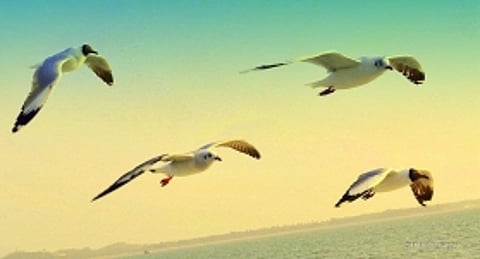 Celebrate World Wildlife Day with these 5 weekend getaways in Goa