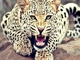 Celebrate World Wildlife Day with these 5 weekend getaways from Jaipur!