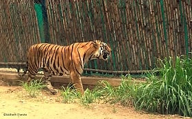 Celebrate World Wildlife Day with these 5 weekend getaways from Indore