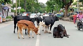 Jaipur Municipal Corporation launches an app to oversee stray cattle