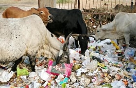 In a bid to save the environment, a plastic ban will be imposed in Lucknow from August 31