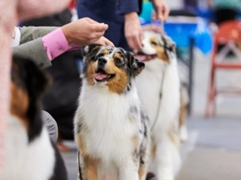 Dog lovers in Indore, get ready for the most pawsome dog show & adventure fest in the city!