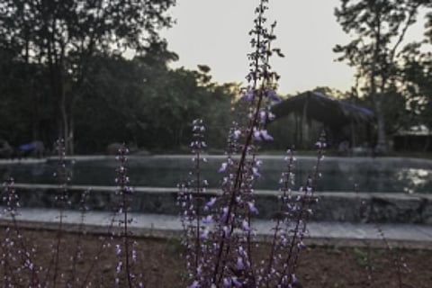 Dudhsagar Plantation & Farmstay here in Goa, is offering us a much-needed getaway option