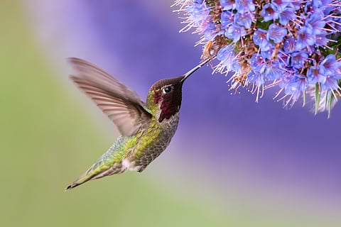 Attend the Goa Bird Festival 2020 because it’s gonna be fly AF!