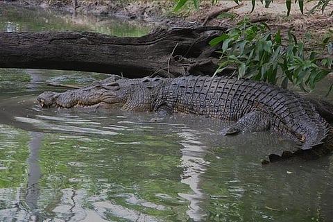 This Crocodile Tour in Goa is the perfect activity for all the adrenaline junkies out there!