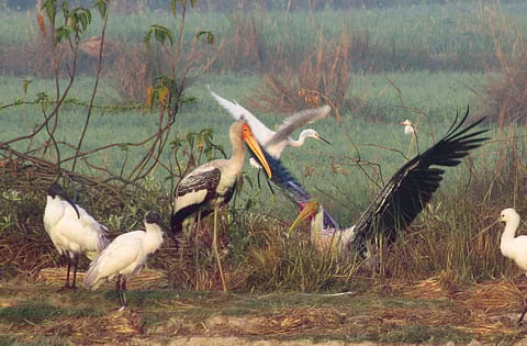 Nawabganj Bird Sanctuary- a treasure trove of winged beauties for Lucknowites!