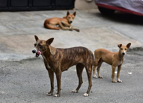 The Paw Movement in Lucknow is feeding the strays on the streets & here's what you should know