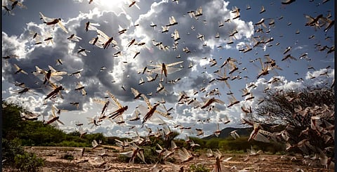 Locust invasion in Lucknow: Swarms spotted around Nirala Nagar, Vikas Nagar & Aliganj