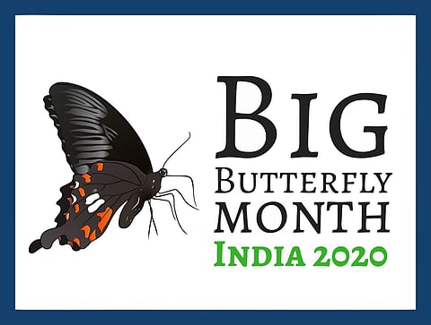 India's 1328th butterfly species was spotted in Rajasthan in 2014; confirmed now