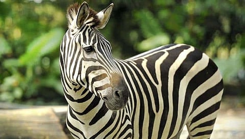 Lucknow, Kanpur & Gorakhpur Zoos to get new Zebras from Israel, next month!