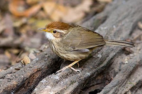 Rajasthan's biodiversity gets a kick with the spotting of a Puff-throated Babbler in Udaipur
