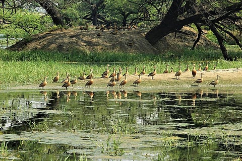 Lucknowites, the best time to visit UP's sanctuaries & wetlands is now!