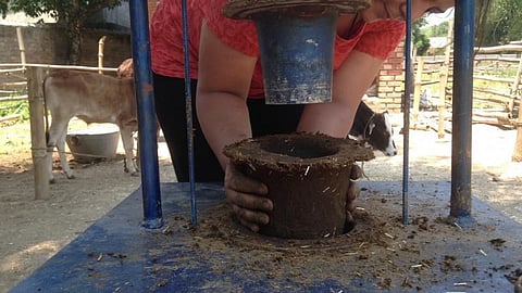 LMC gears up to make flower pots out of cow dung obtained from Lucknow's Kanha Upvan animal shelter