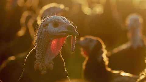 UP on high alert over fast-spreading bird flu