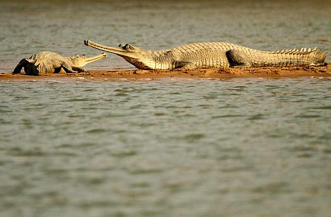 National Chambal Wildlife Sanctuary is your wonder-escape away from the chaos of Indore