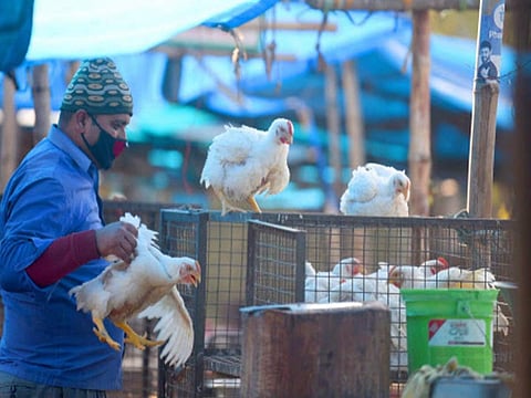 Avian Flu scare causes blanket ban on import of poultry in Uttar Pradesh till January 24