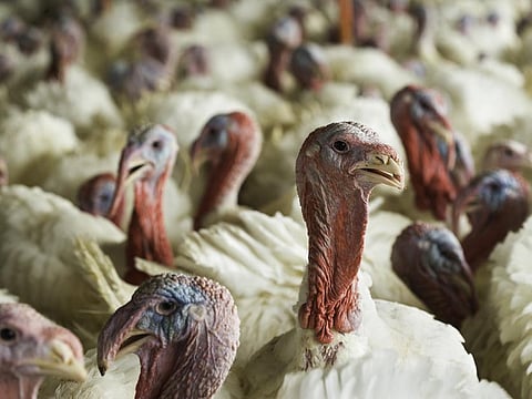 No embargo on the import of poultry in UP; state lifts ban imposed to curb avian influenza