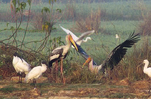 Nawabganj Bird Sanctuary is your spot for a refreshing winter retreat from Lucknow