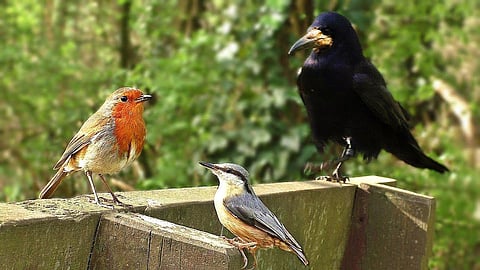 Kanpur's DIG office to receive a green revamp; premise to boast of a Bird Park soon!