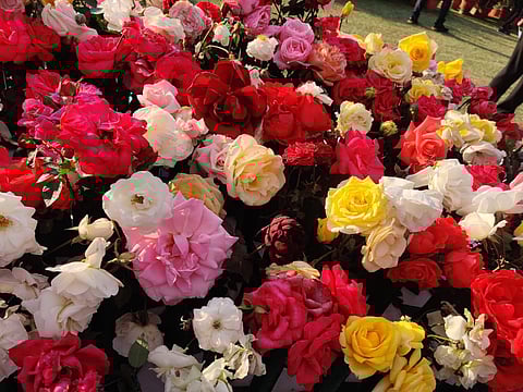 With an ongoing Flower Show, Raj Bhawan is currently the most colourful place in Lucknow!