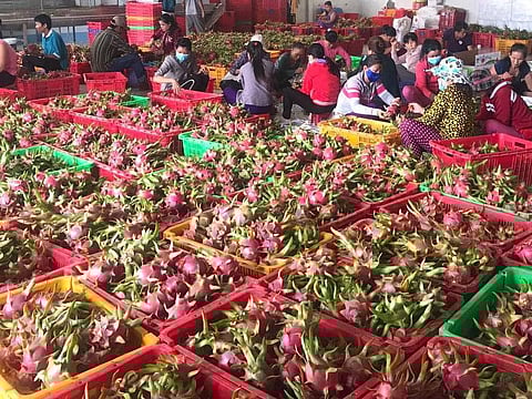 To encourage Organic Farming, Uttar Pradesh to soon host a Dragon Fruit Festival!