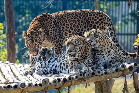 In a first, UP to get leopard rescue centres to avoid man-animal conflicts!