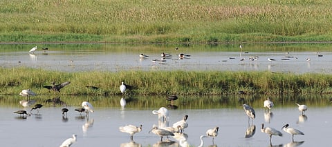 A hotspot of avian beauties amid flourishing flora, Goa's Carambolim Lake is a birder's haven!